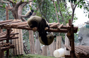 ศูนย์อนุรักษ์หมีแพนด้า เมืองเฉิงตู